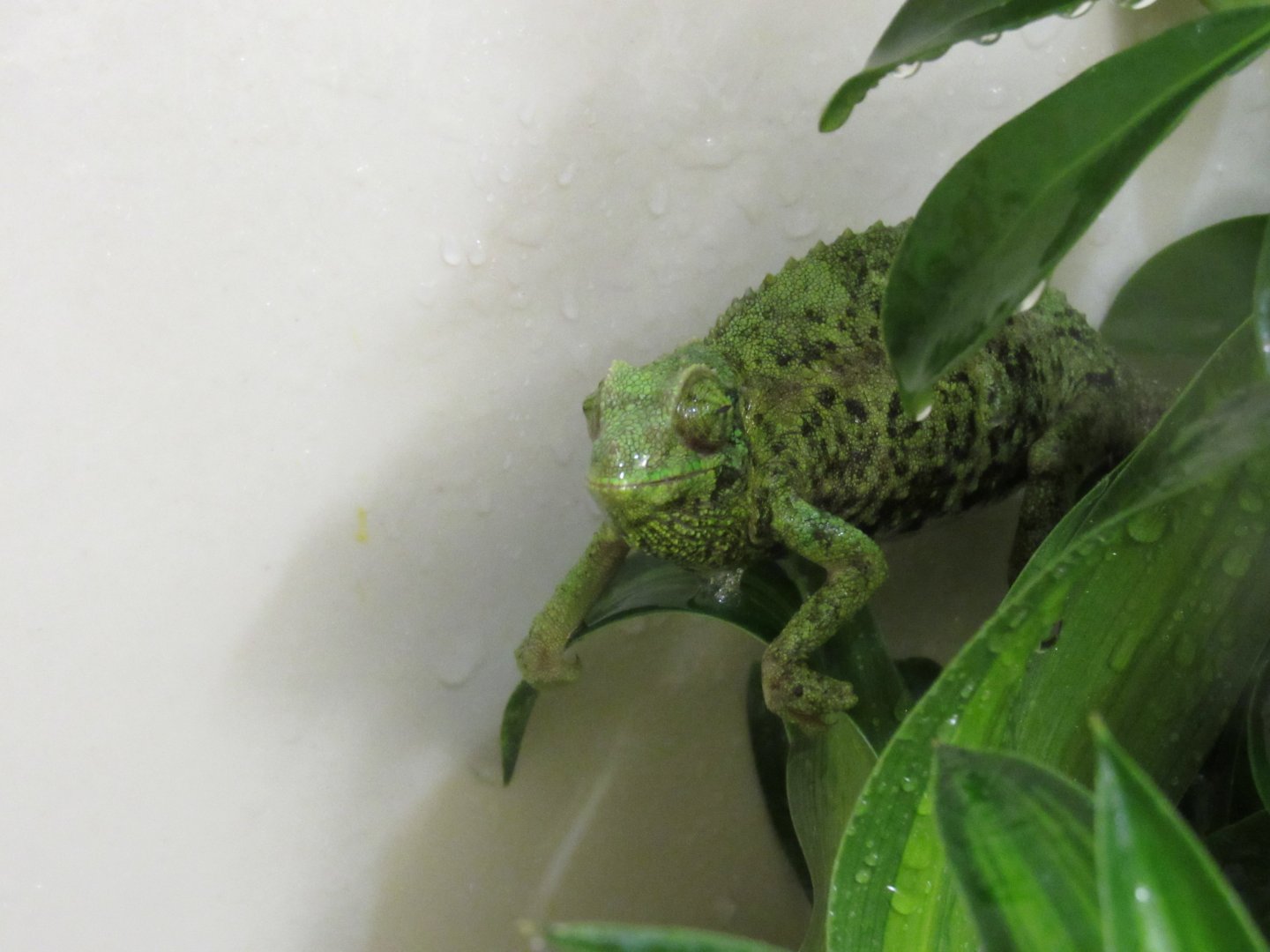 Rango and Priscilla enjoying the "Rain"