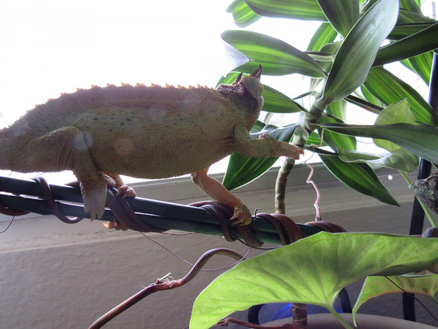 Rango Exploring