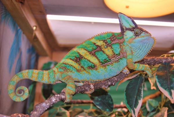 Rango is my two year old male veiled chameleon.