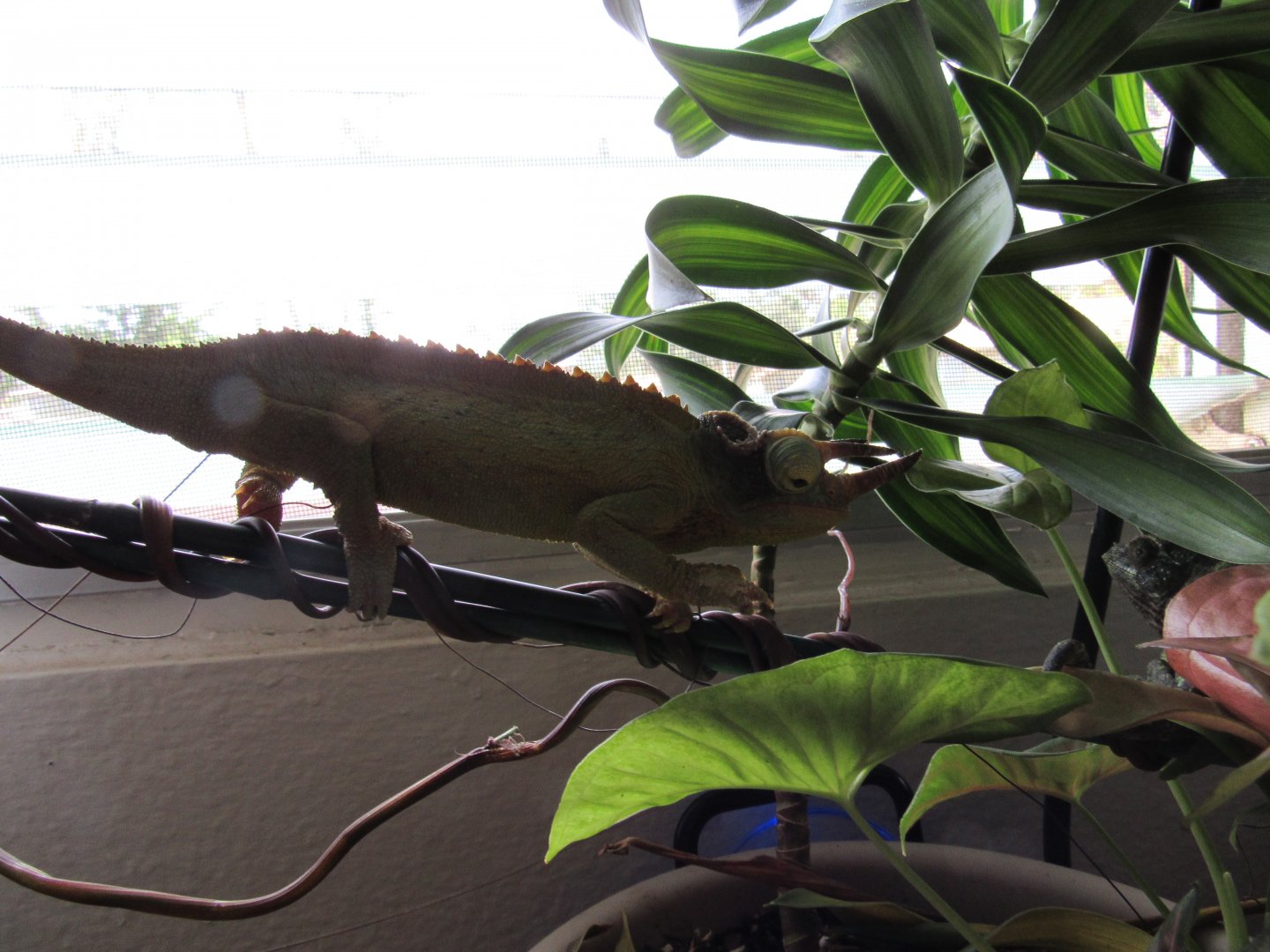 Rango is on the move!