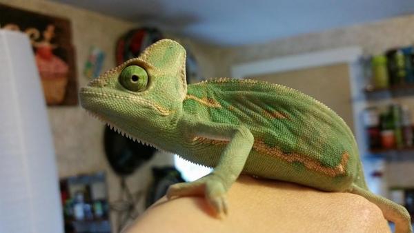 Rango