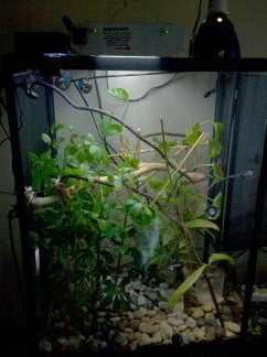 rangos new viv 2