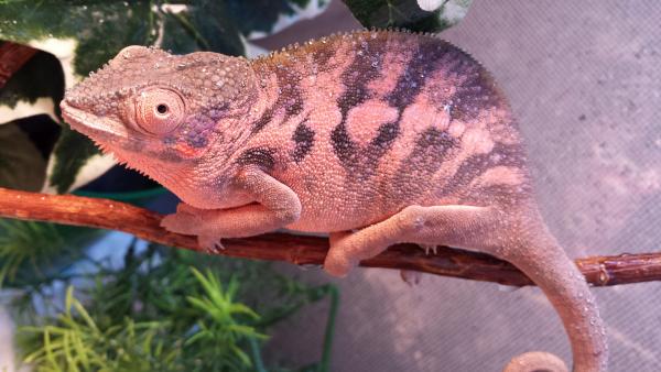 Raspberry in some beautiful gravid colors.