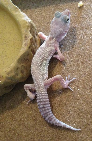 Recovering MBD gecko