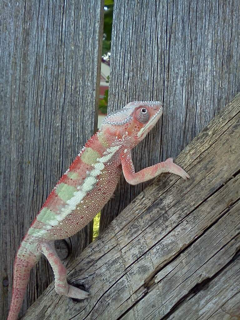 Red Bar Ambilobe Panther Chameleon (Edom)