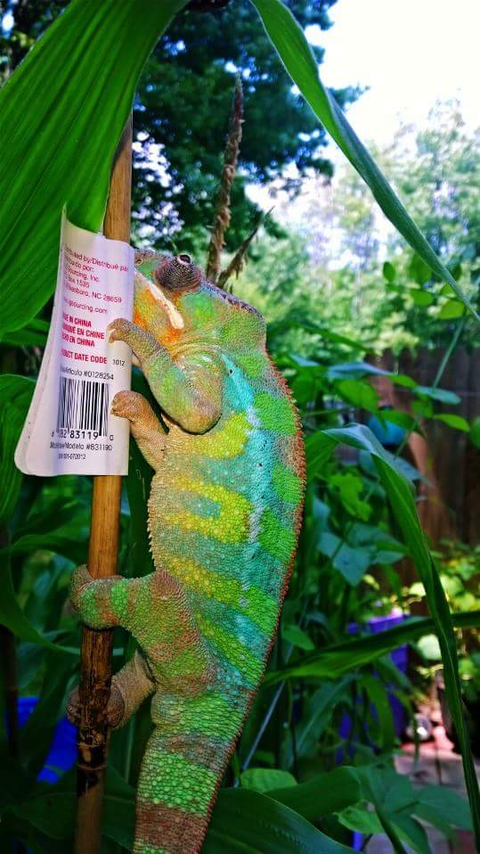 Red Bar Ambilobe Panther Chameleon (Edom)