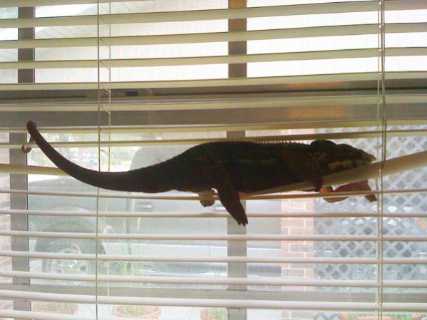 relaxing on a window blind hammock