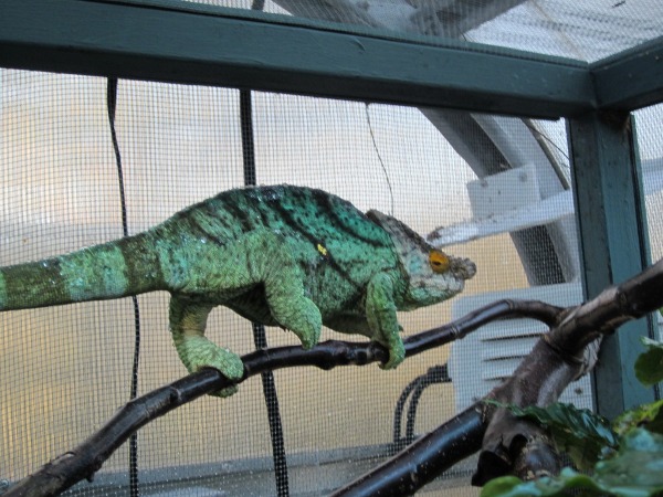 Rhino in Greenhouse