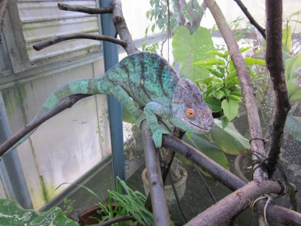 Rhino Making a Meal Out of a Schistocerca nitens