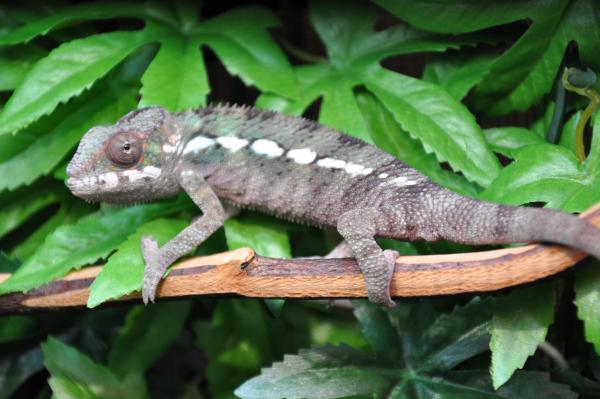 Rico cruisin' across one of his favorite branches.