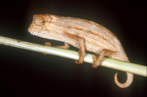 Rieppeleon robecchii