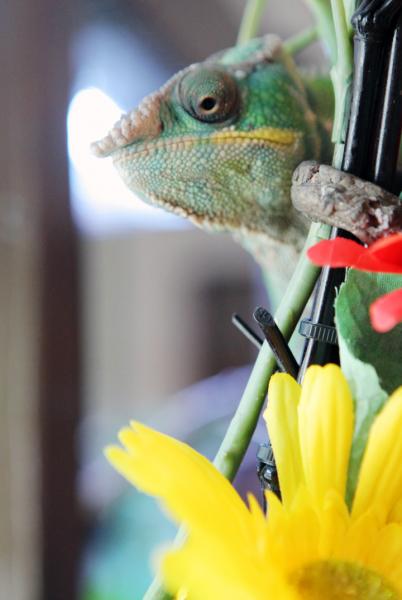 Rocko overlooking everything in the chameleon room