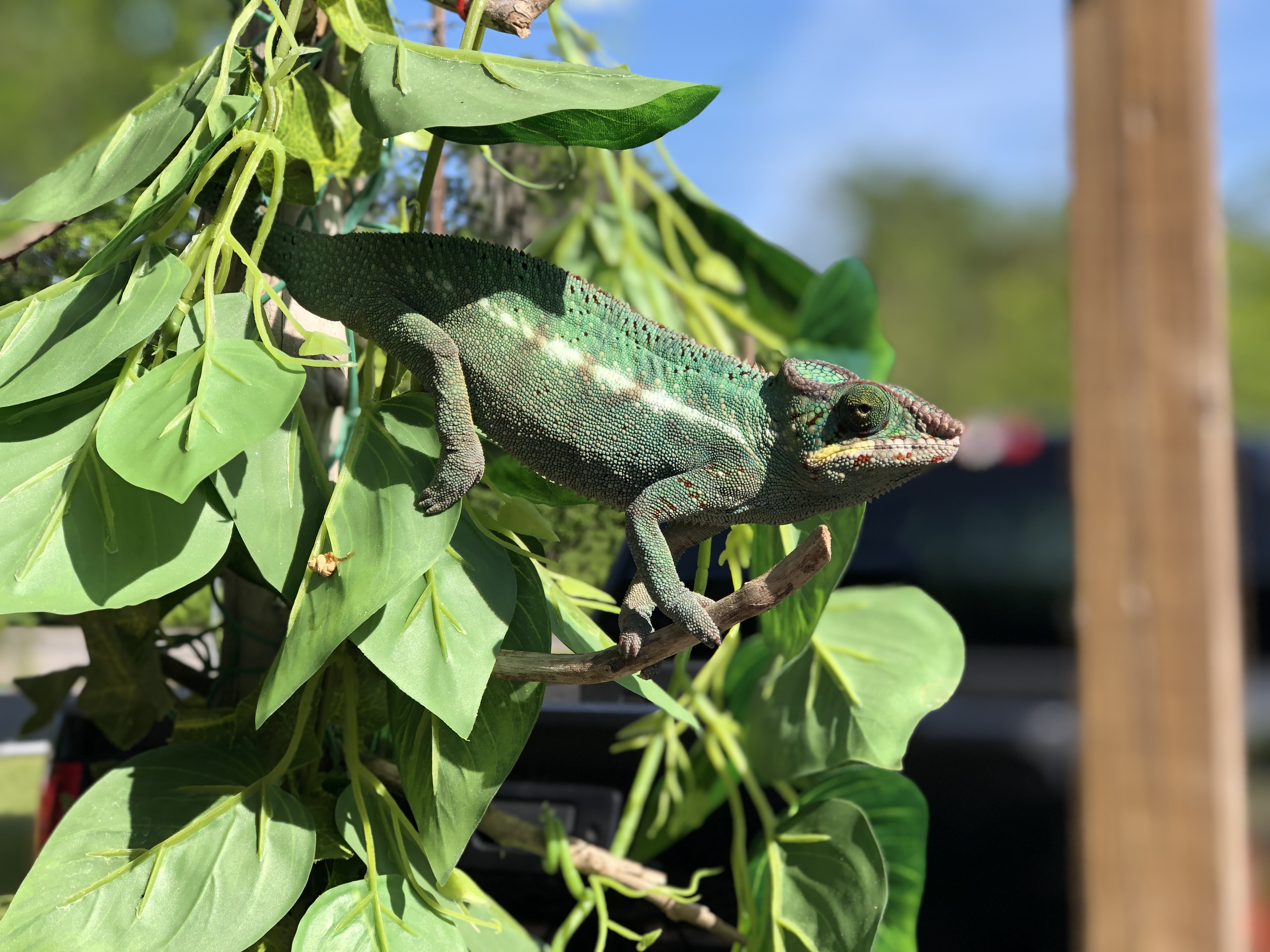 Roux in the Louisiana sun April 2019