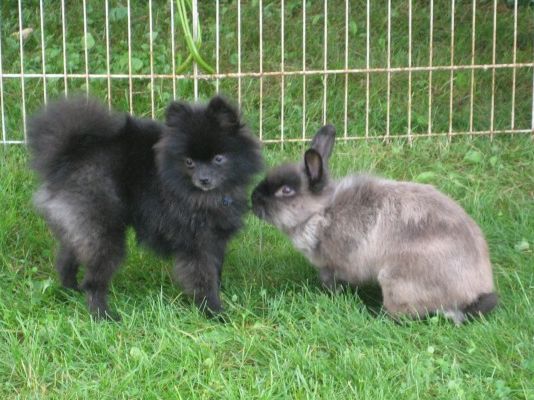 Samuel & Boo, Pomeranian Boo and Sammy weigh about the same 3lbs. They love each other,it's weird I know a rabbit & dog, but oh well