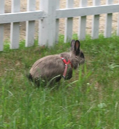 Samuel, My Lionhead Rabbit