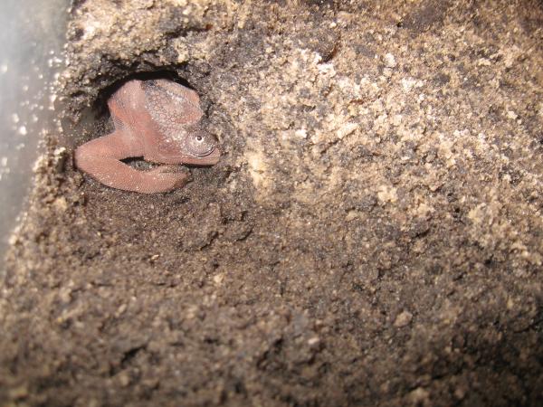 Sarabi in her hole depositing her first fertile clutch of eggs!