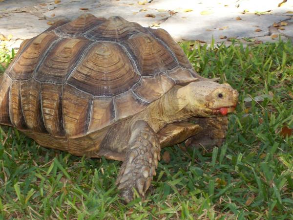 Scarlett the sulcata