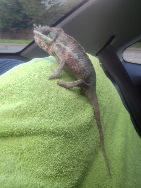 sept 24th 
This is steve on his way to the vet for the first time. He looks a little mad but thats because the sperm plug wasn't coming out right awa