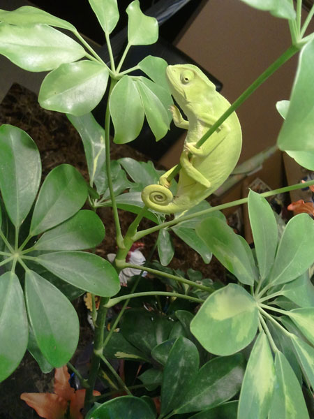 she was chillen on her shaffalera .. i think those branches are gettin too little for her now lol