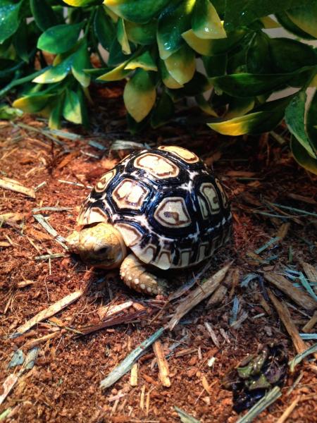 Sheldon! 12-week-old Tortoise Supply Leopard Tortise