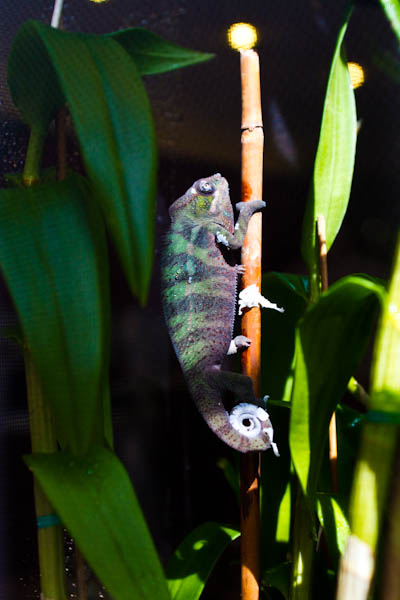 Sid basking in natural sunlight