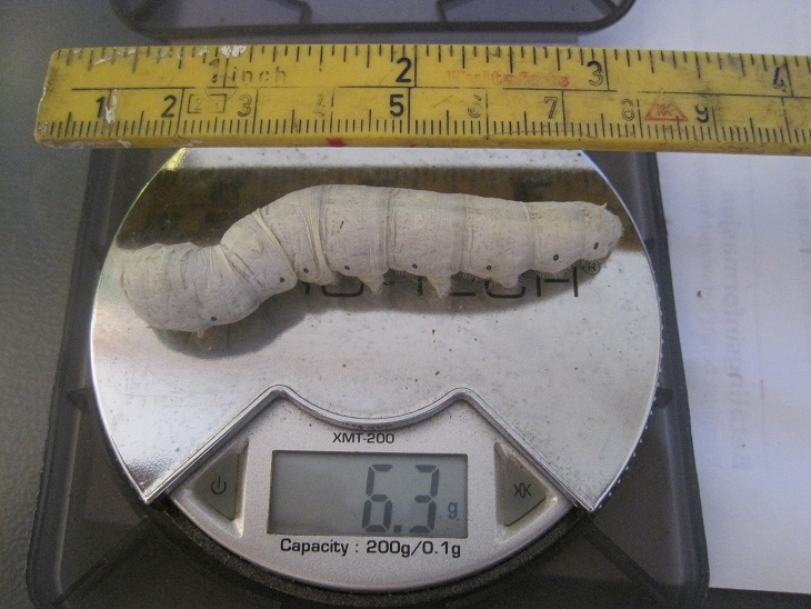 Silkworm