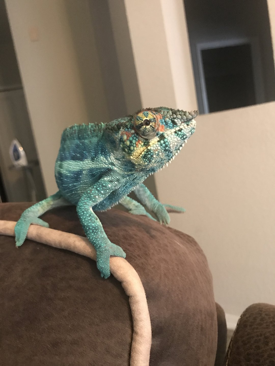 Smurf showing off!