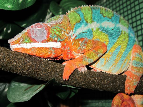 snoozing at night on his favorite branch...