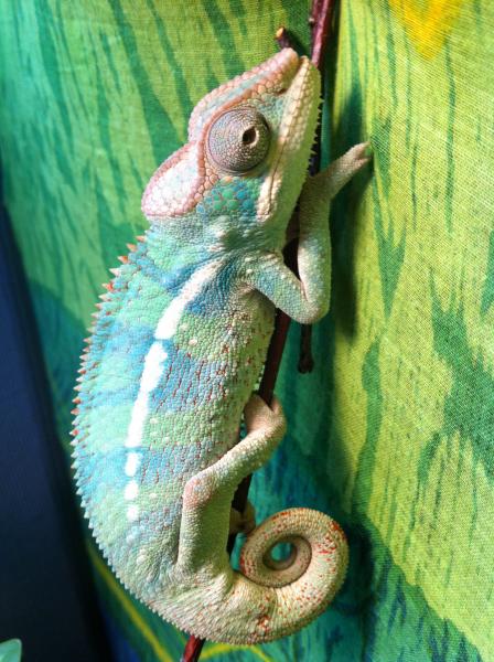 so stoked about him growing and getting his colors!