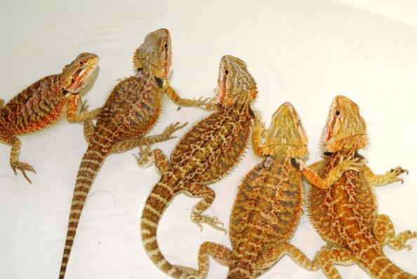 Some of our female breeders