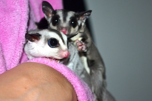 Sophie & Snookie cuddling =)