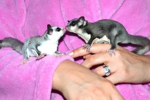 Sophie & Snookie's first kiss!! The girls bonded instantly <3