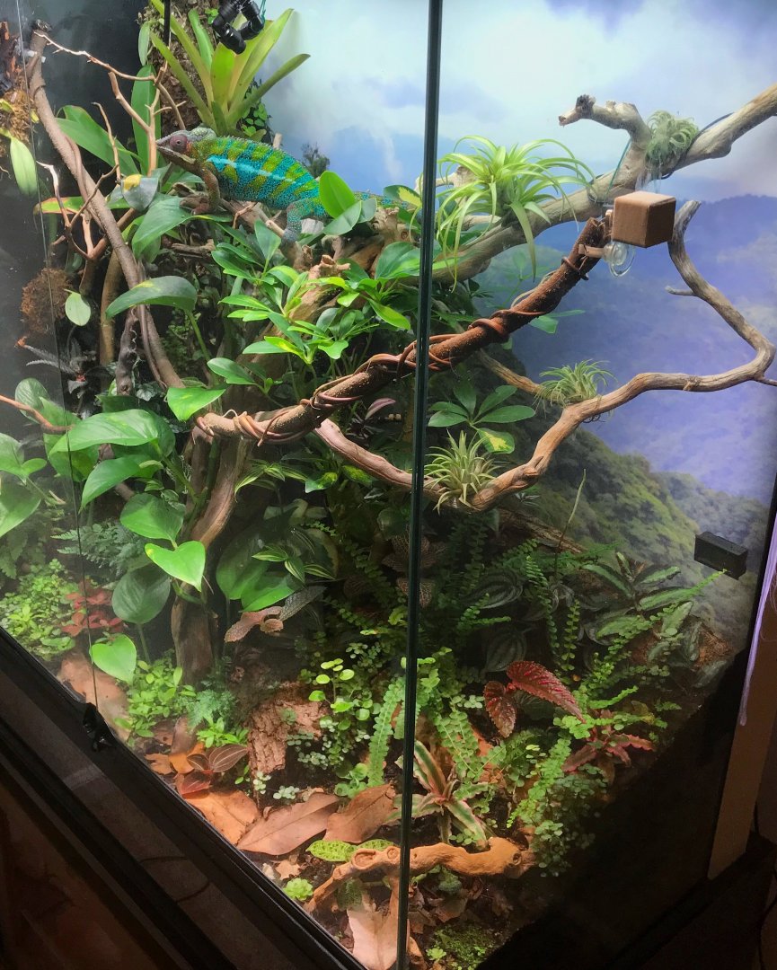 Bioactive chameleon outlet enclosure