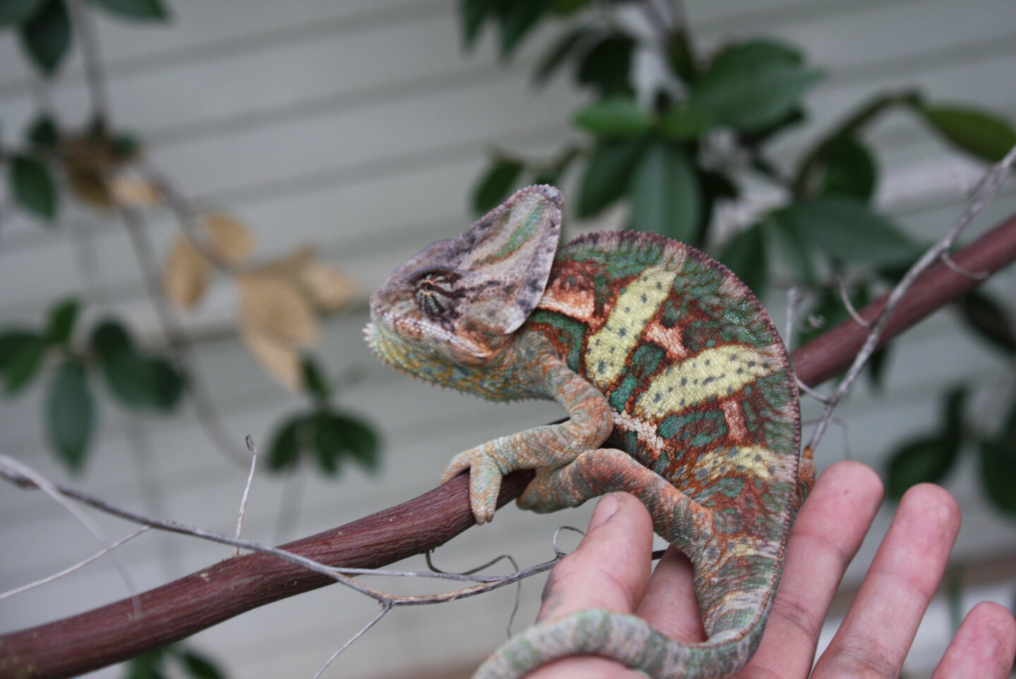 spike on a vine