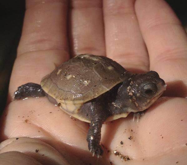 Spot, 1 day old three-toed box turtle