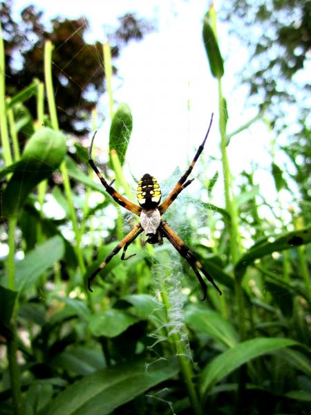 st. andrews cross spider