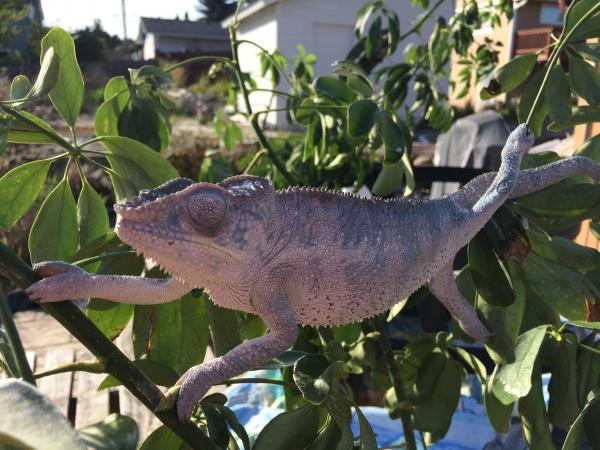 Steve just drying out from a misting in the first summer like days of seattle.