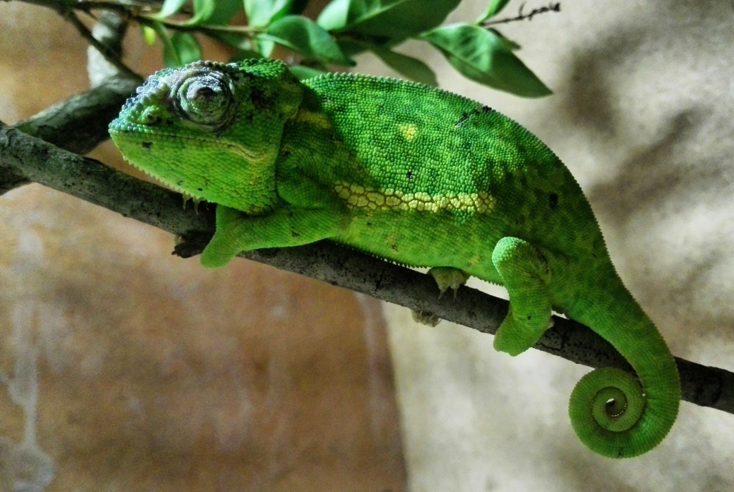 Stevie the Flap Necked Chameleon