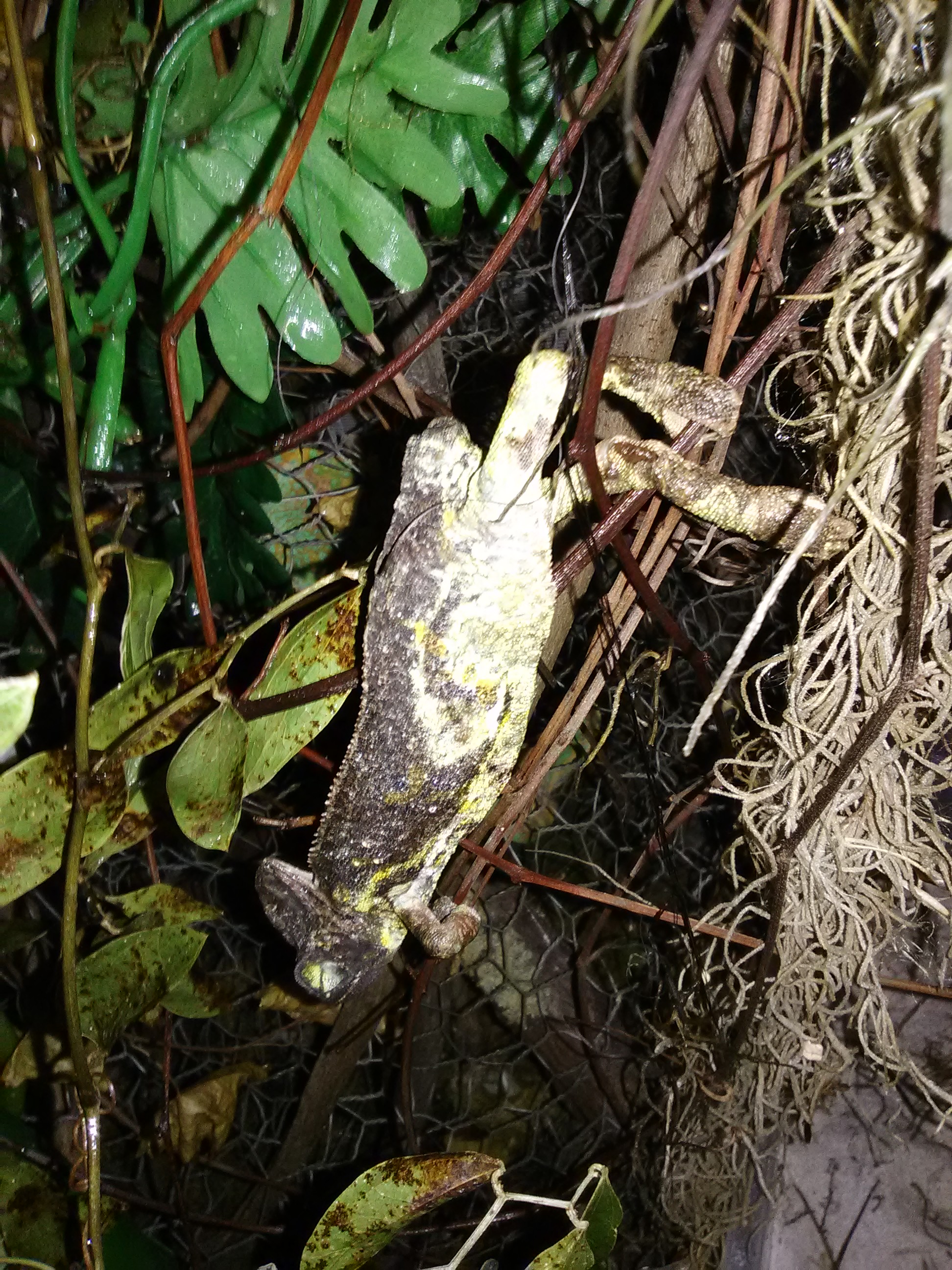 Strange coloration caught from wild died days after rescue