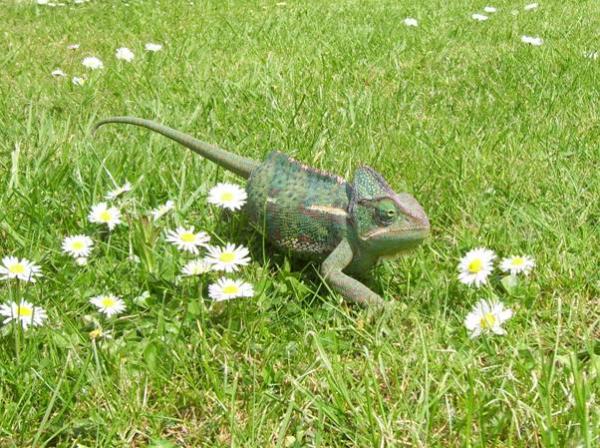 Strollin' thru the daisies!