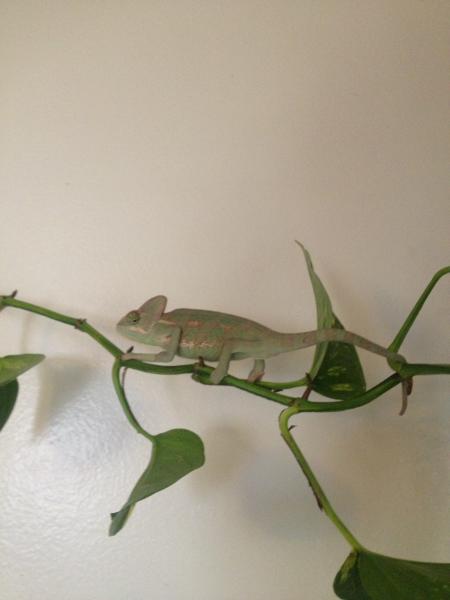 Sulley checking out his new free range in the kitchen. Complete with uvb bulb and low watt basking bulb.