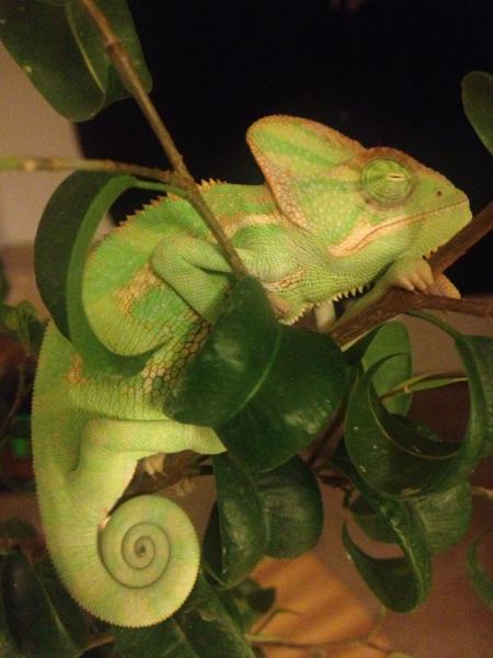 Sulley is about 4 months old in this picture and about 27 grams. He is the brightest green while sleeping almost neon!