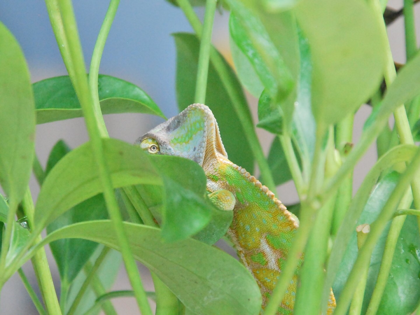 Suspicious Chameleon is Suspicious