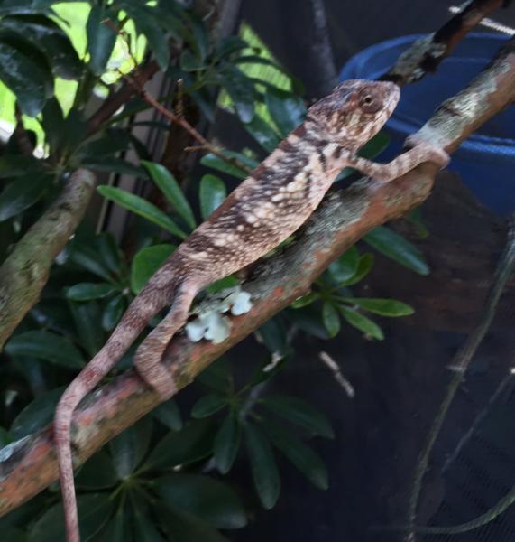 Sweet pea is a 4 month old female blue bar panther from the jungle panthers in Tennessee her sire is Mindanao which is there red body blue bar panther