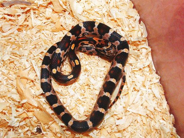 Syrus ( Baby Corn Snake ) Non Feeder sadly died March 09