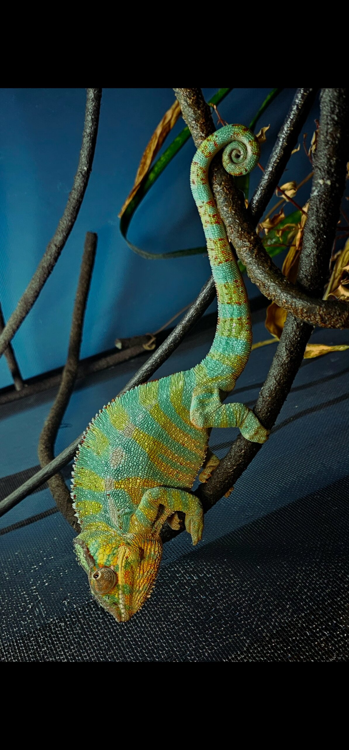 Tail curls for the chameleon girls