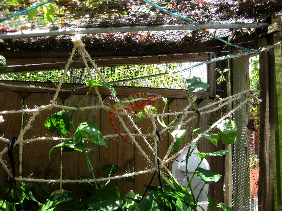 Tarzan, enjoying the filtered sunshine in south Florida.