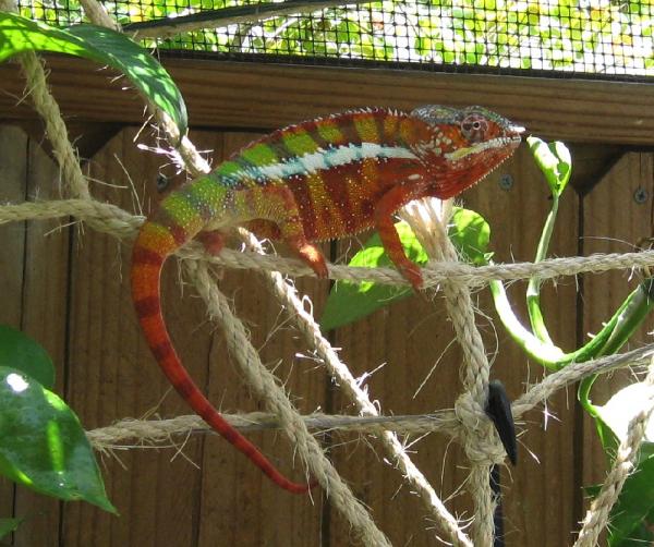 Tarzan, my male panther chameleon.