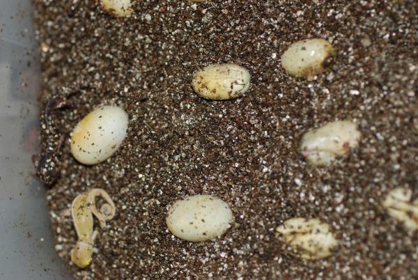 The eggs are hatching.  3/28/10