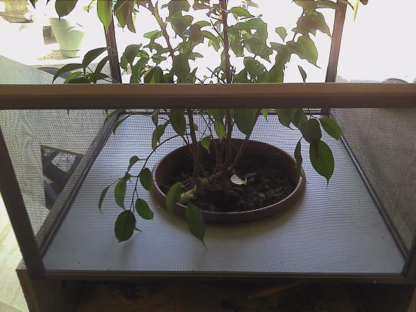 The Ficus pot sits below the cage floor. I like the look and easy cleaning.